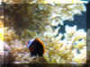 Bozo_Seaweed.jpg (55972 bytes)