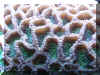 Brain Coral_close.jpg (367852 bytes)