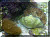 Clam_w.jpg (147294 bytes)