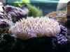 Coral003.jpg (65524 bytes)