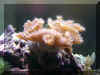 Coral006.jpg (47668 bytes)