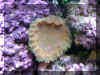 Coral009.jpg (384604 bytes)