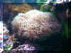 Coral015.jpg (73292 bytes)