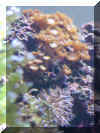 Corals_w.jpg (132922 bytes)