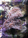 FrogSpawn.jpg (109616 bytes)