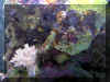 Image002_w.jpg (371308 bytes)