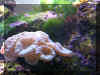 Image004_w.jpg (135974 bytes)