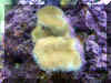 Image005_.jpg (93720 bytes)