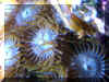 Image011_.jpg (88264 bytes)