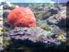 Orange Sponge_w.jpg (184307 bytes)