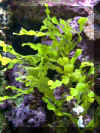 Plant022.jpg (83232 bytes)