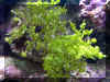 Plant024.jpg (83700 bytes)