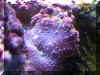 Purple Mushroom Coral-w.jpg (343904 bytes)