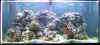 Reef Tank_New.jpg (708993 bytes)