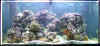 Reef Tank_New_w.jpg (185011 bytes)