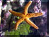 Starfish_underside.jpg (356440 bytes)
