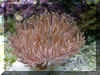 Striped Anenome_w.jpg (374892 bytes)