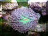 Tentacled Disc Coral.jpg (104312 bytes)