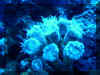 Trumpet Coral_Night.jpg (349500 bytes)