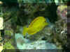 Yellow Tang2_w.jpg (83995 bytes)