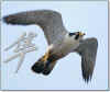 hayabusa_bird.jpg (31005 bytes)